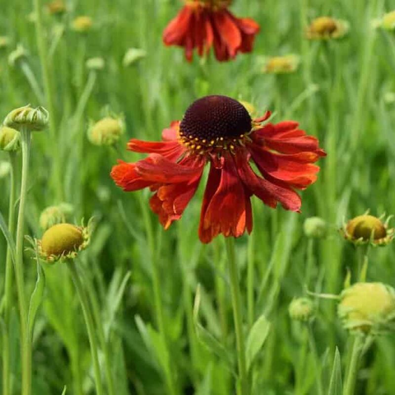 Helenium 'Moerheim Beauty' ---